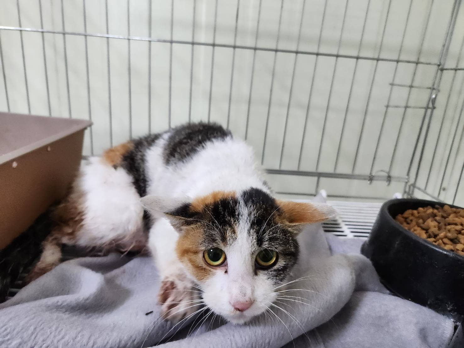 보호중 한국 고양이…